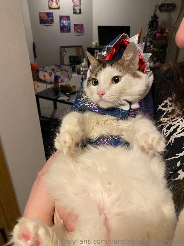 Only got one cat in their costume, the other one ran and hid..