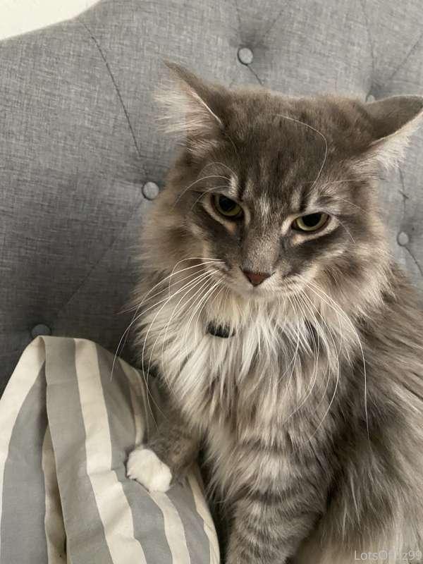 Grumpy face because I wasn’t petting him. Thanks for the wel..