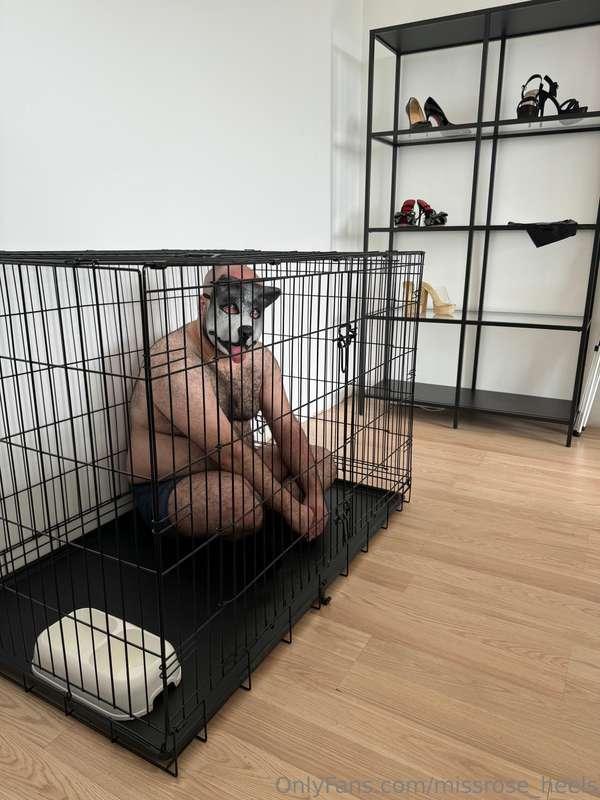 Do you like my new cage