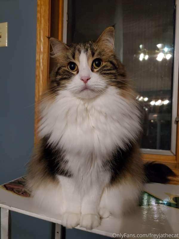My winter floof in all its glory! Just in time for Catmas!