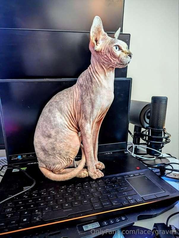 Who else likes hairless pussy? Technically, I own three 😉