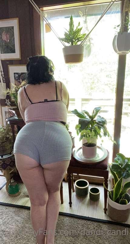 dandi_candi image #0