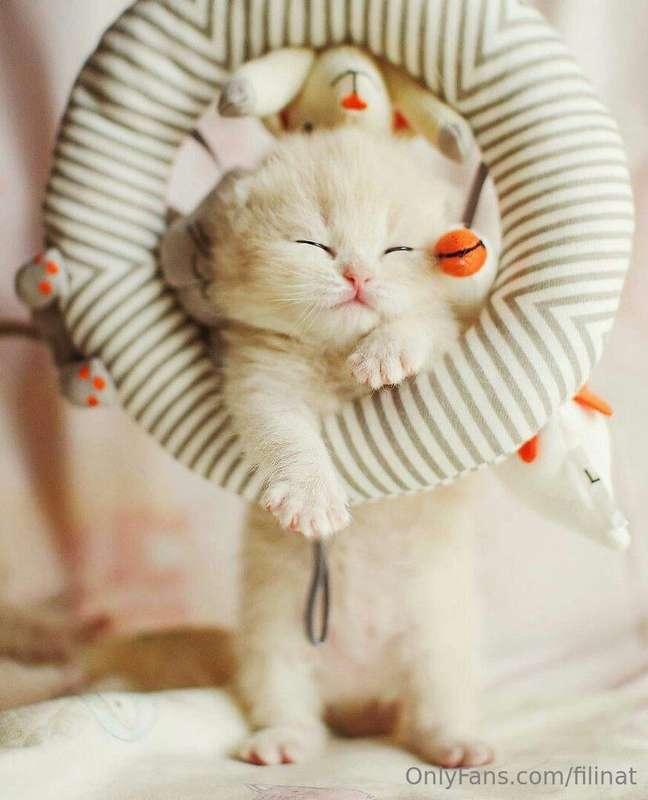 I really love animals, especially furry ones ❤️❤️❤️ they are..