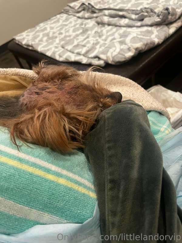 For everyone who’s been asking, Georgie had to be put down t..