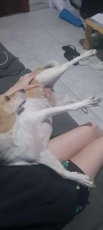 bellaplays main image