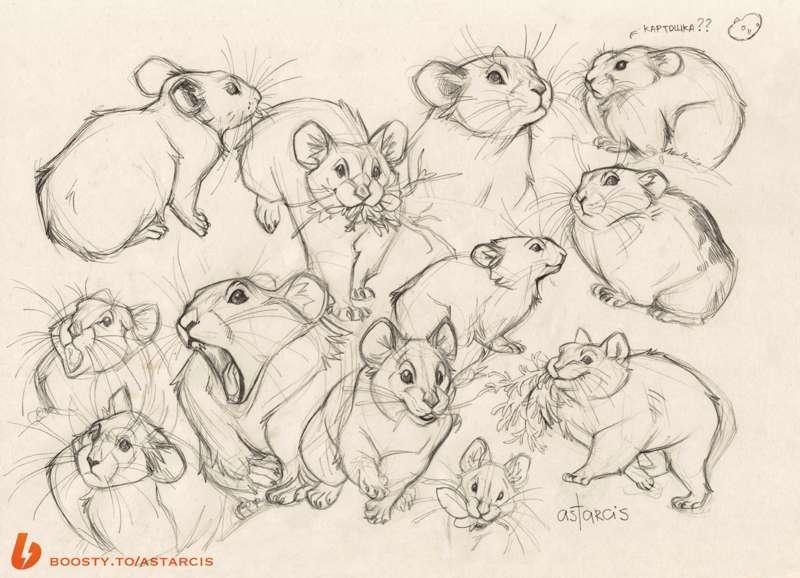 Hares and picas