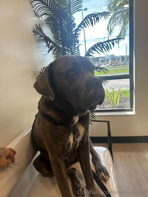 My sweet Phoebe had to go to the vet recently. After some co..