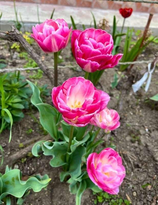 Finally, I got to see the garden in full bloom 😍 there’s still some more flowers that need to bloom, like peonies. Hopefully, I’ll catch them next time I come over 

#flowers #garden #spring #bloom #tulips #casual #relaxing #