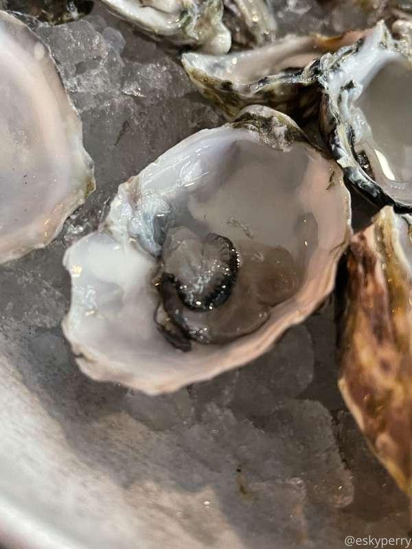 This oyster totally didn’t make me sick