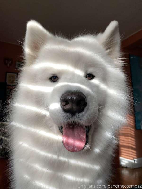 For anyone that doesn't know, I started my dog's IG when I g..