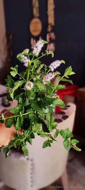 I love this hot summer 😎🌞. This is mint from my garden to ma..