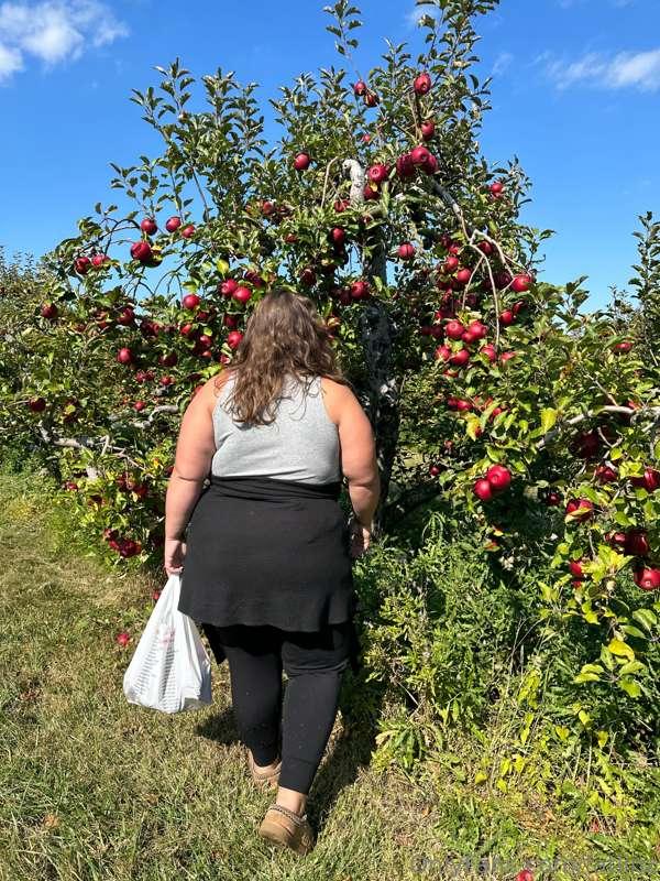 Pudgy Apple Picker 🍎