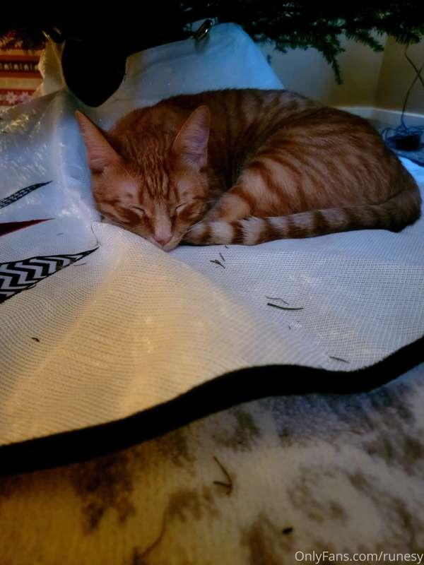 Sleepy Christmas cat