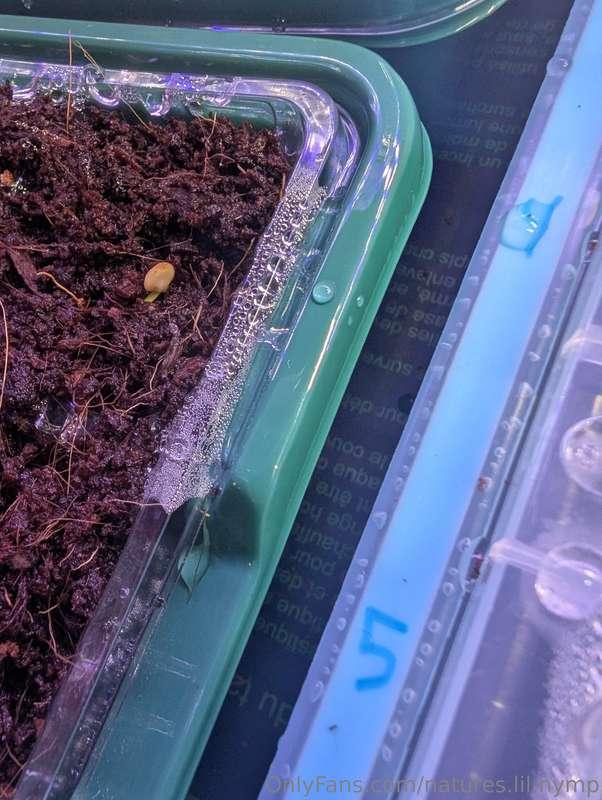 Hello friends! First pepper peeking out today, and so many t..