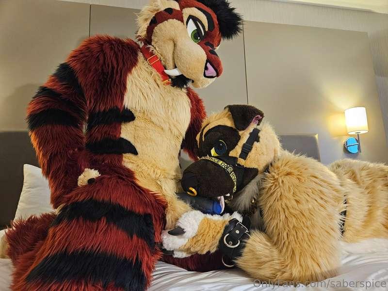 I show this dog how cats are superior! 20 image lewd photo p..