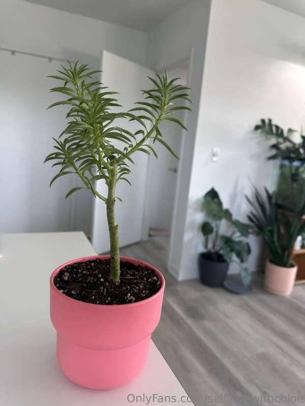 Did you know the average home has 3 plants? 🪴🥰 Guess how man..