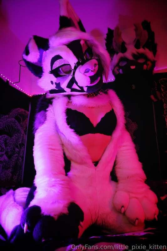 little_pixie_kitten image #5