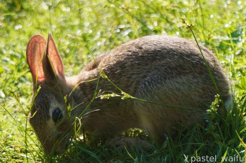 pastel_waifu image #1