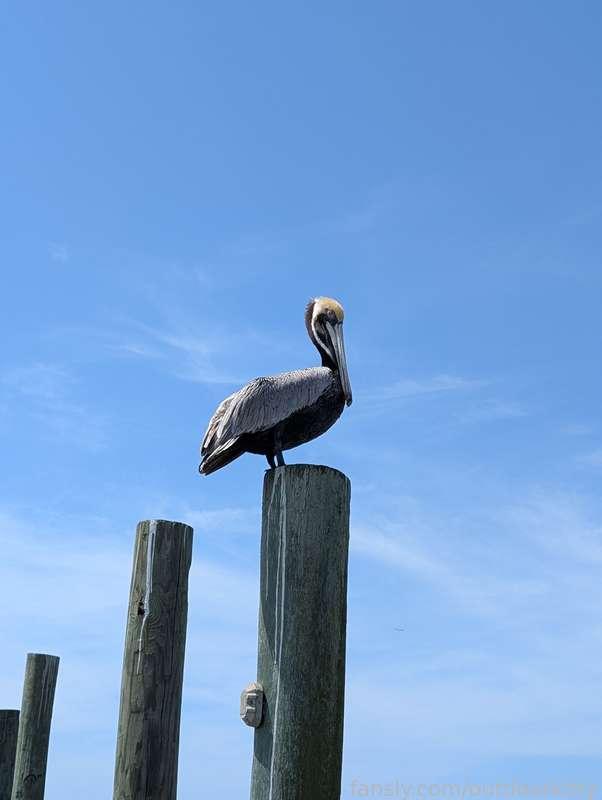 outdoorkitty image #6