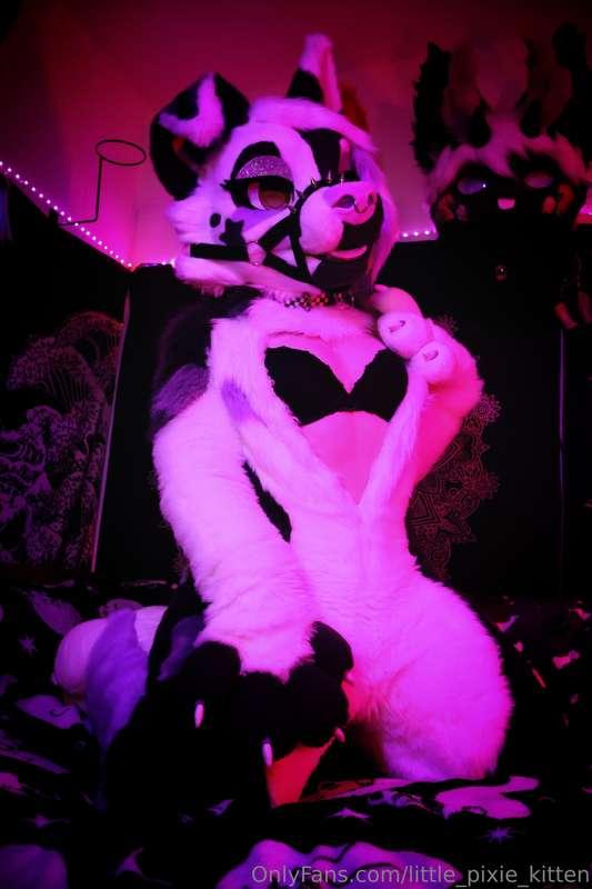 little_pixie_kitten image #3