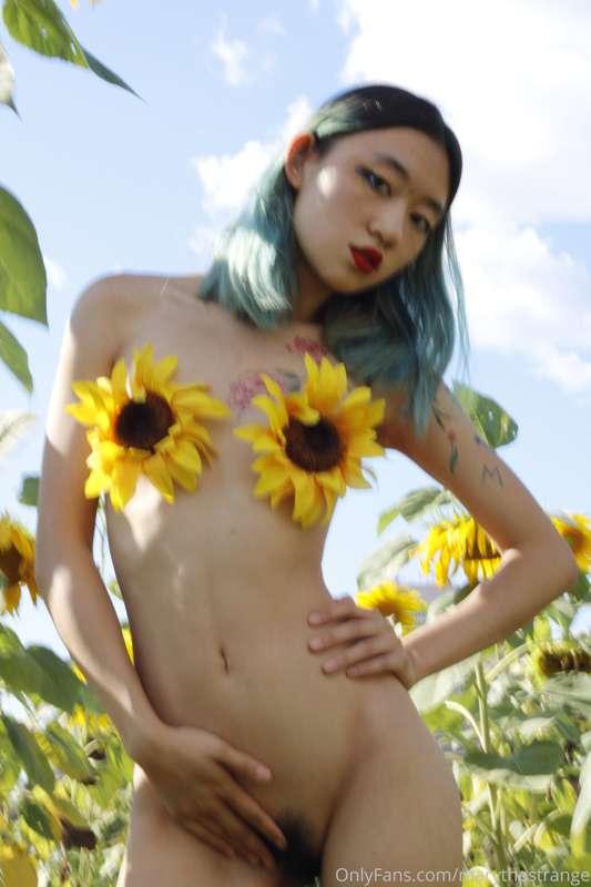 pretty much last of the sunflower series
