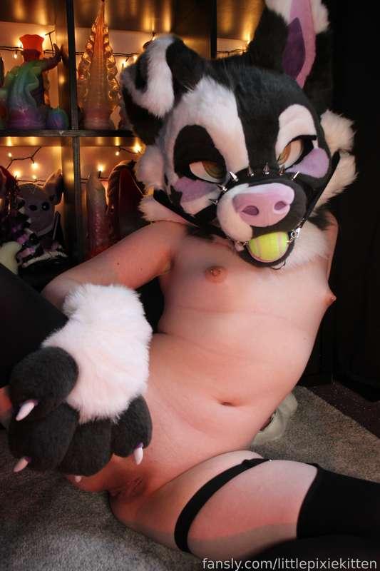 littlepixiekitten image #8