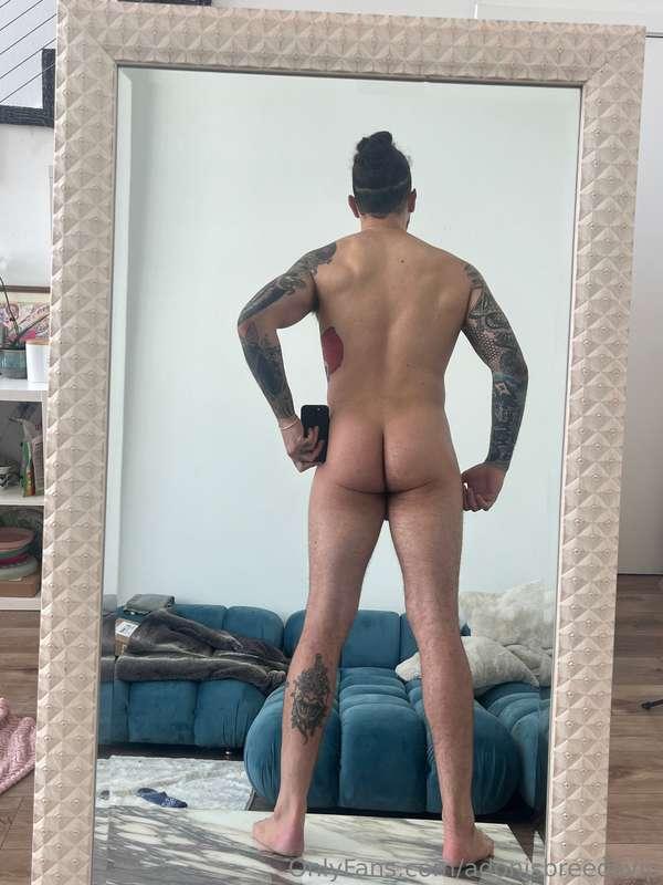 adonisbreedsvip image #1