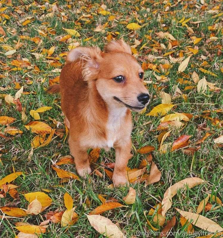 ashleylfrench image #0