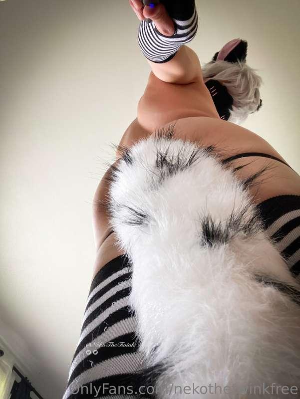 nekothetwinkfree main image
