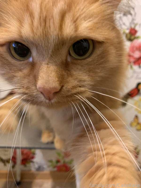 catekate image #0