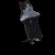 denpafish image #0