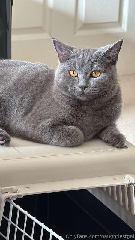 Sparkle is dozing off watching cat tv