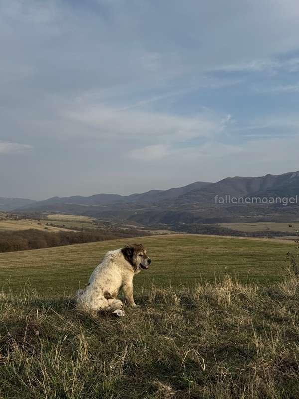 i joined a volunteer movement for stray dogs in Georgia, the..
