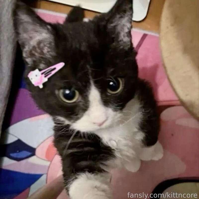 kittncore image #1