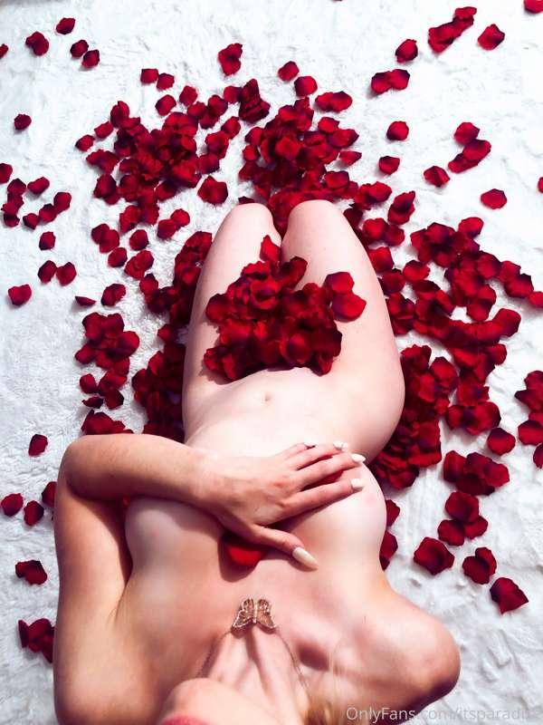 The petal garden 🥀