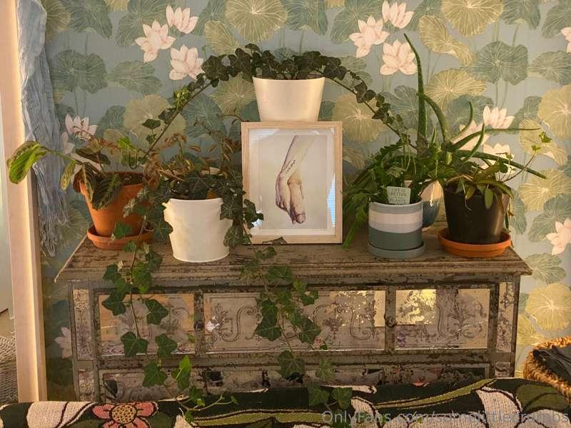Some of my plants and more pictures of my cats 🐈