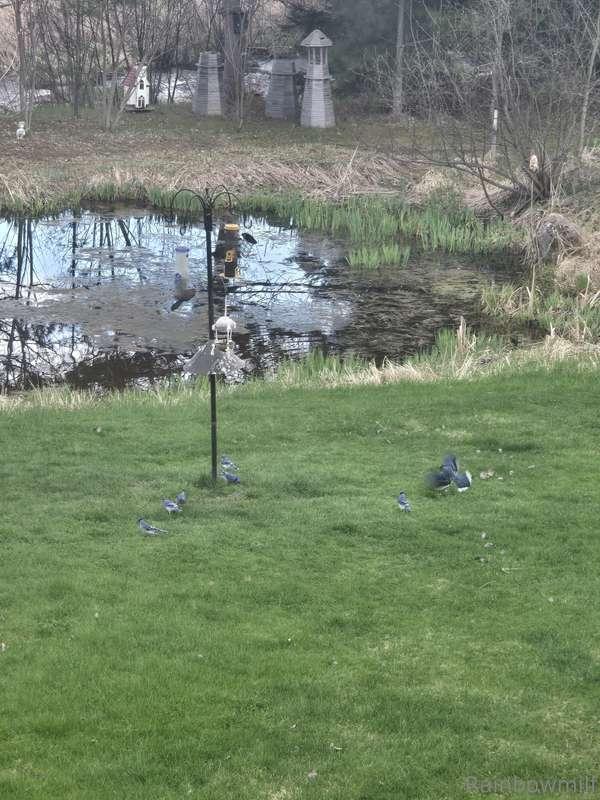 nikkisrainbow image #2