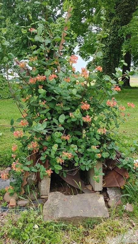 My honeysuckle exploded this year.