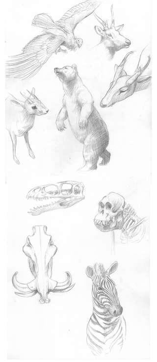 Sketches From The Field Museum!