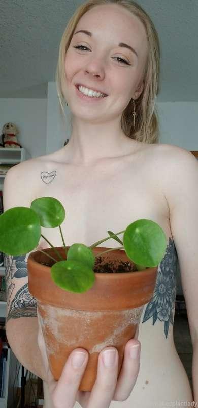 do you like my little baby pilea peperomioides? They're nick..