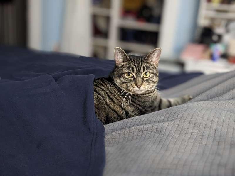 Patreon merch discount (and a secret Cleo!)