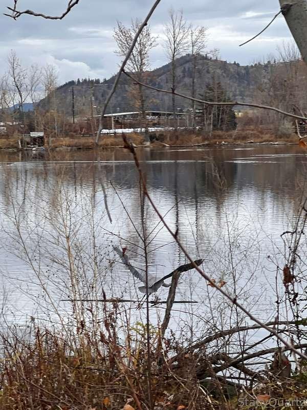 Tried to snap a photo of this heron during my walk today, bu..