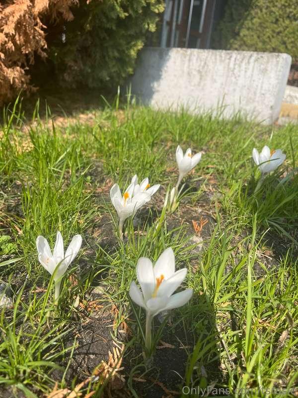 Today I took a walk and found the first spring flowers. It f..