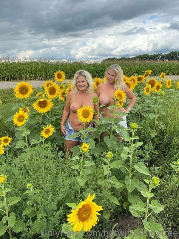 Just Maddie @mctplx1 out standing in a field of Sunflowers! ..