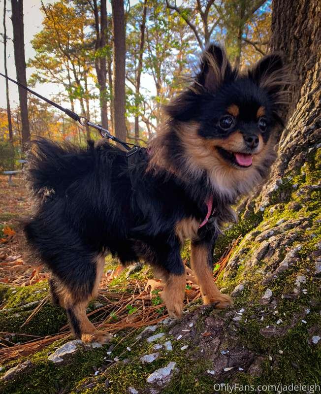 Sugar Pie and I went on a glorious nature walk today. She’s ..