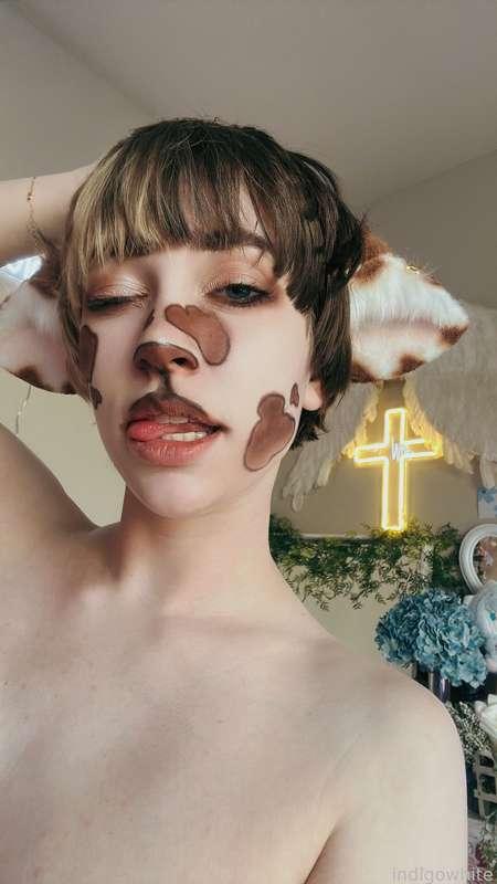 indigowhite image #321