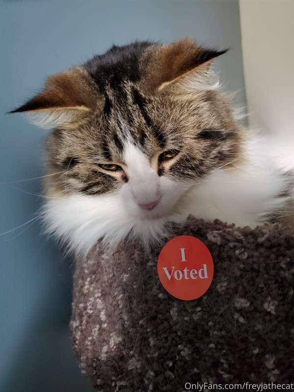 My human did the thing! Now he's watching the news and reeki..