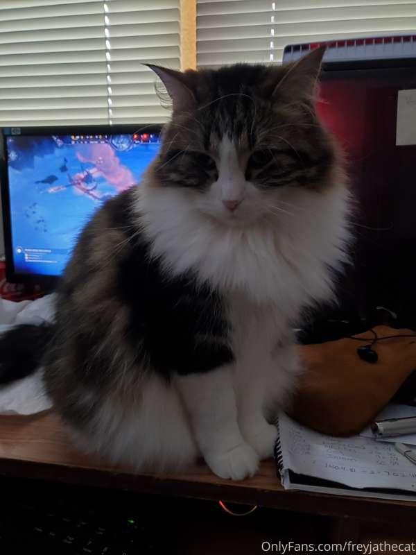 One of my favorite things about being a cat is how all it ta..