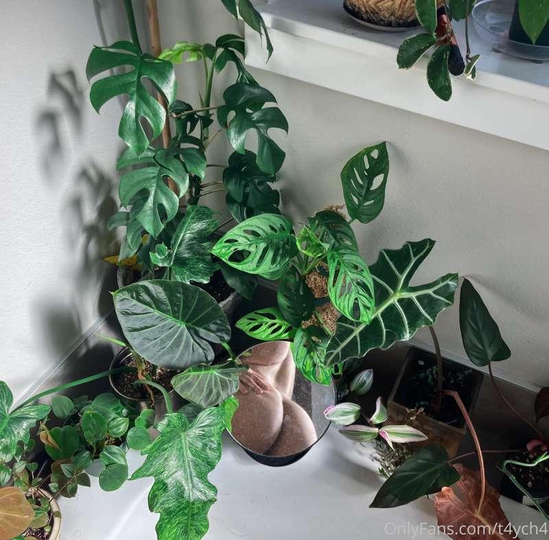 𝐹𝑙𝑜𝑢𝑟𝑖𝑠ℎ𝑖𝑛𝑔.