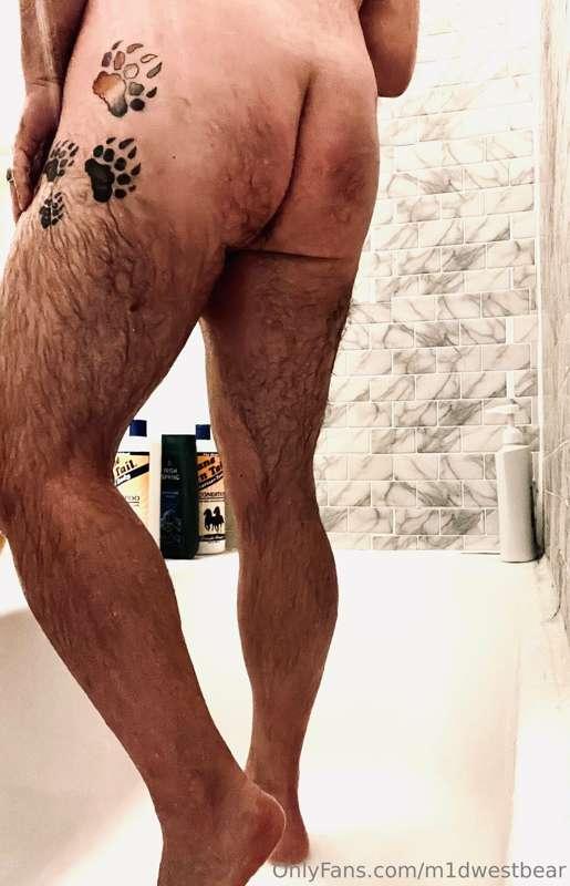m1dwestbear image #0